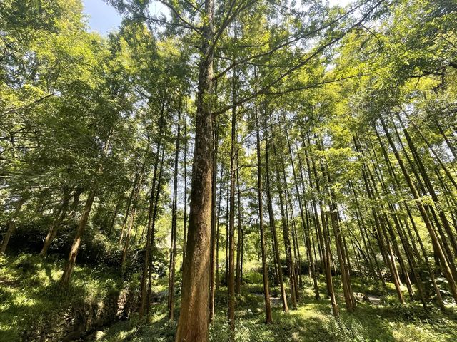 Into the Woods, Hangzhou west lake scenery 