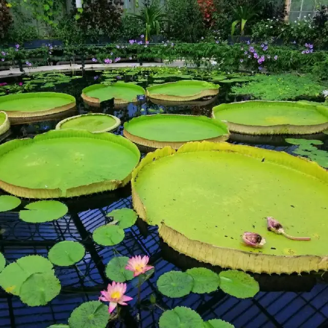 Royal Botanic Gardens in Kew