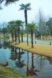 Winter walk on West Lake