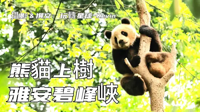 熊貓上樹