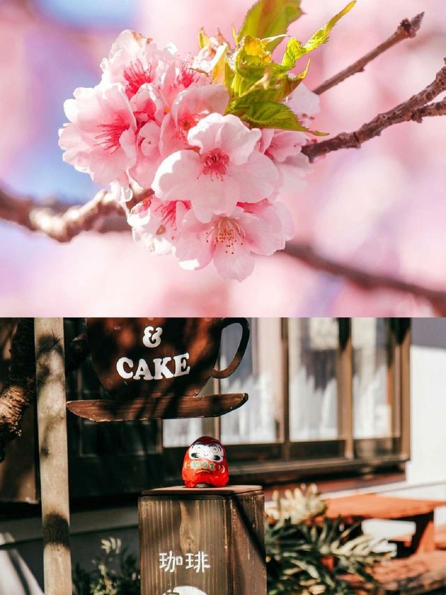 Earliest blooming cherry blossoms in all of Japan |