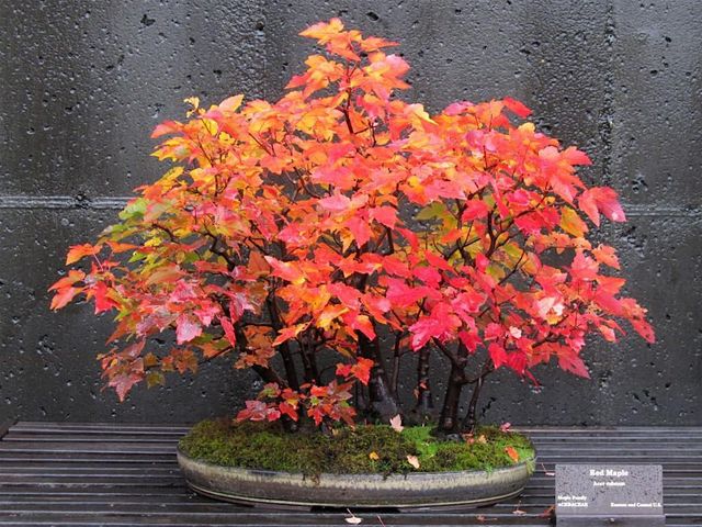 Bonsai Curator's Talk & Tour | The North Carolina Arboretum