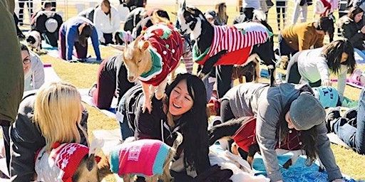 Gobble Gobble Goat Yoga! | Harwood Park