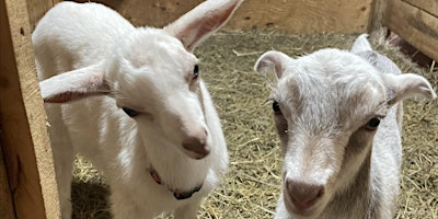 Homestead Dairy Goats 101: full-day workshop | Land of Milk and Honey - Feel Good Farm
