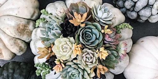 Punkulent Succulent Arrangement | Cafe Genevieve
