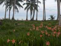 ชิลยามเย็น หาดทรายรีสวี จ.ชุมพร