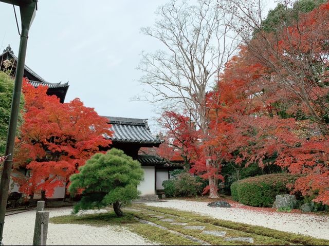 京都[紅葉めぐり] 南禅寺　天授庵- 枯山水庭園にて和む -