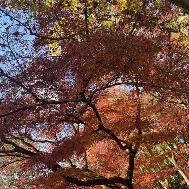 【京都・南禅寺】まだまだ見頃の紅葉