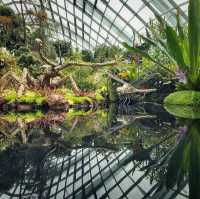 Cloud Forest