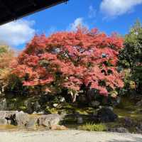 【京都】圓徳院｜北政所ねね ゆかりのお寺
