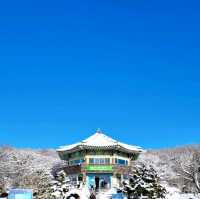 환상적인 설경, 제주 1100고지를 아시나요?