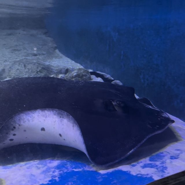 Must-Visit Aquarium In Langkawi