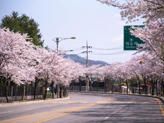 남양주도 벚꽃이 예뻐요!!