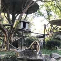 Amazing animal encounters at Chiang Mai Zoo