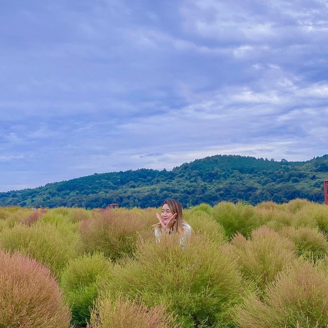 댑싸리 황화코스모스 천일홍이 가득한 📍임진강 댑싸리공원