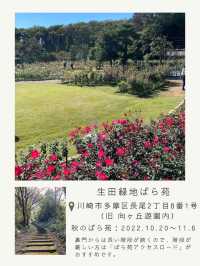 【川崎・生田緑地】秋のばら苑