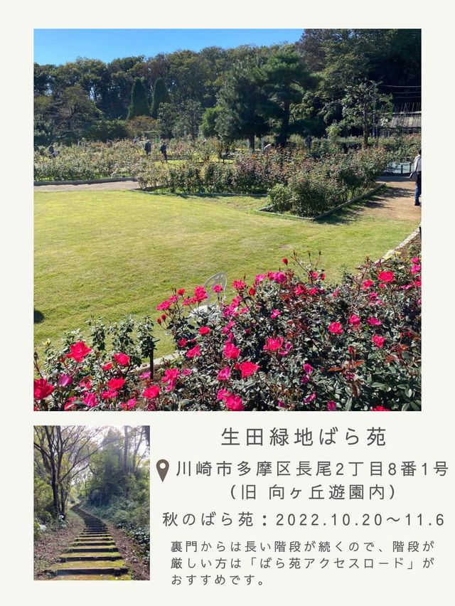 【川崎・生田緑地】秋のばら苑