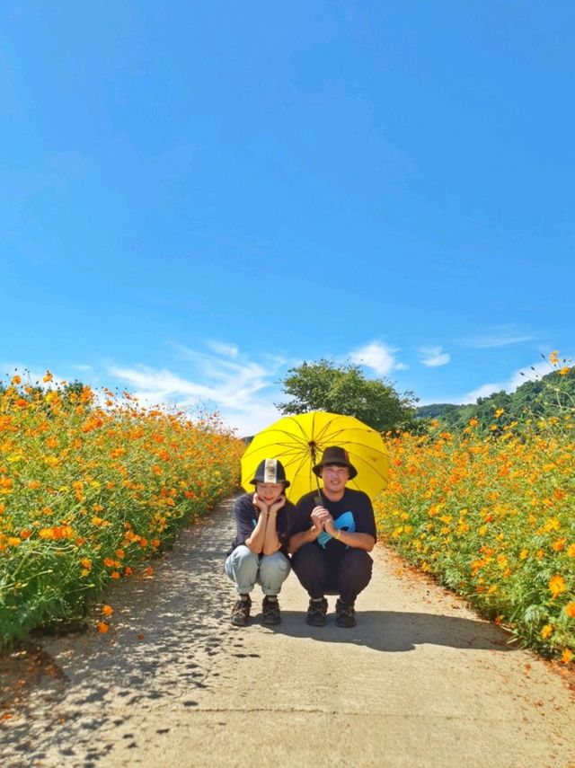 경기도 꽃구경은 여기! 연천 임진강댑싸리 공원💜