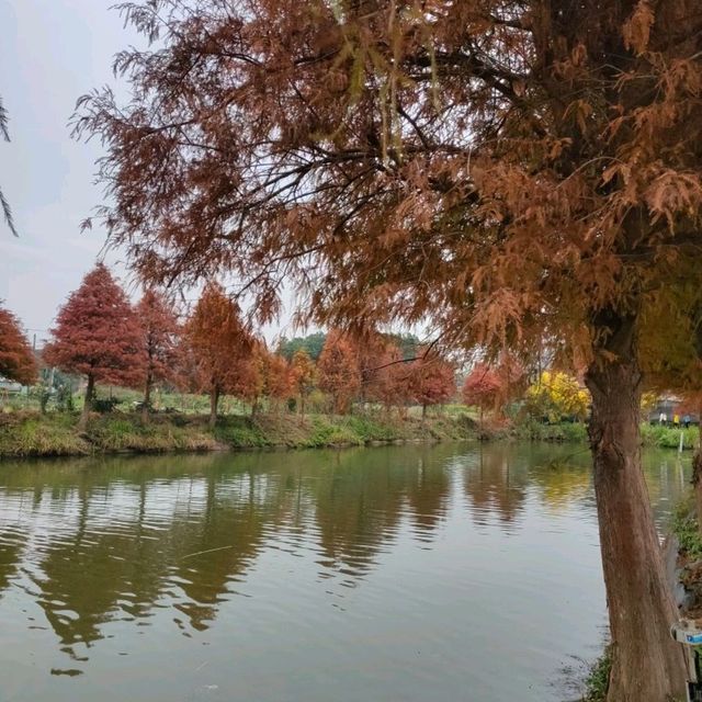 季節限定的美景-嘉義迷霧松境