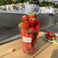 千葉県木更津市で絶品いちご狩り🍓