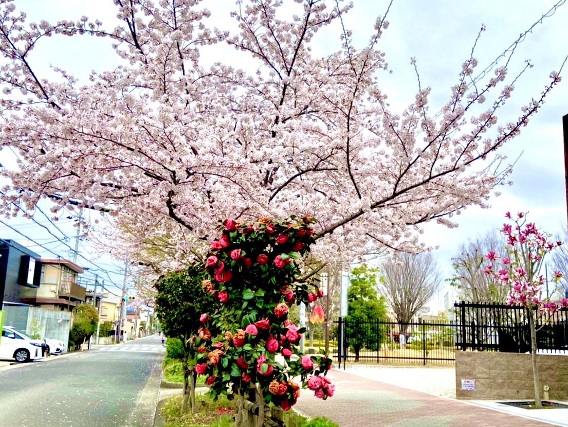茶屋 ヶ 坂 公園