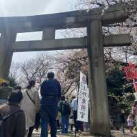 【桜の名所🌸】東京・上野で美しい桜を鑑賞