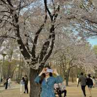 벚꽃엔딩 전에 달려가기! 🌸서울숲공원🌸