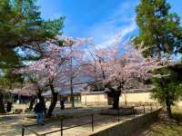 奈良　SAKURA 桜めぐり❗️東大寺南大門あたりで桜散策❗️