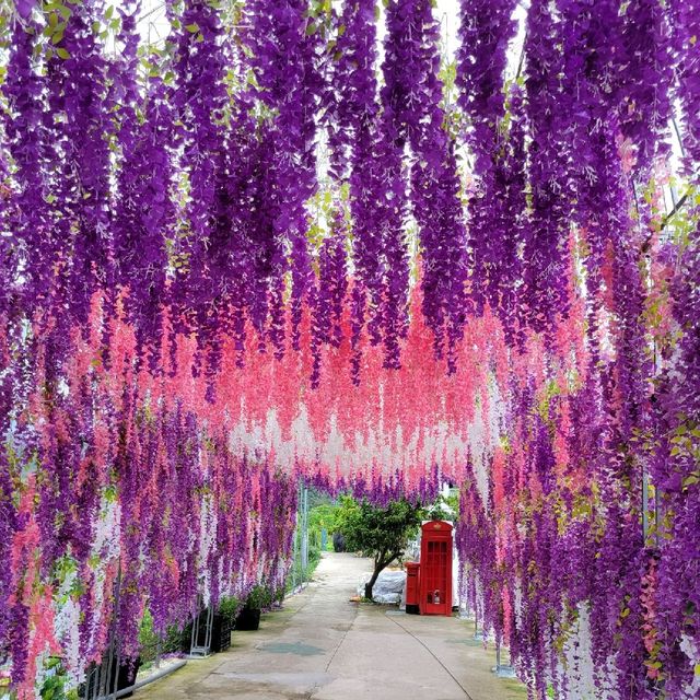 元朗信芯園 太陽花海何其壯觀