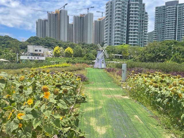 📍蝶豆花有機農莊