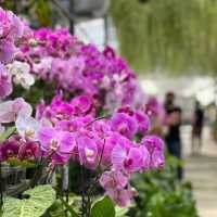 Beautiful Orchid Farm 