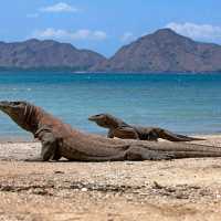 Pulau komodo