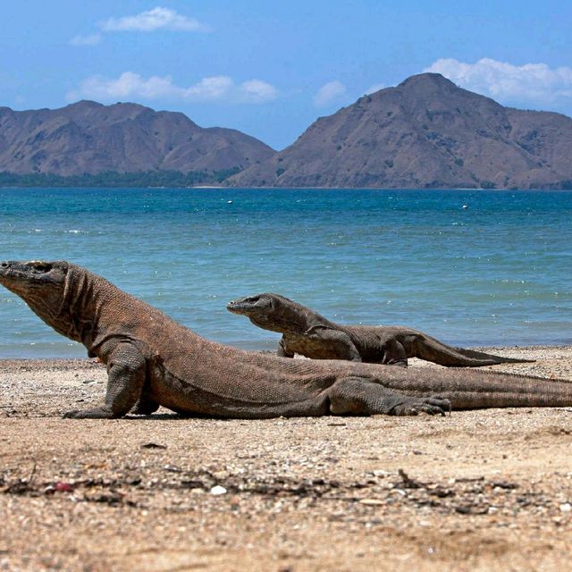 Pulau komodo