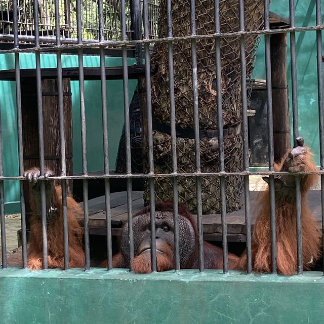 泰國曼谷Safari World 野生動物園世界