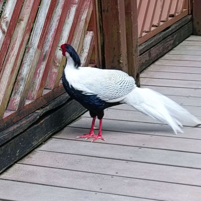 香港公園