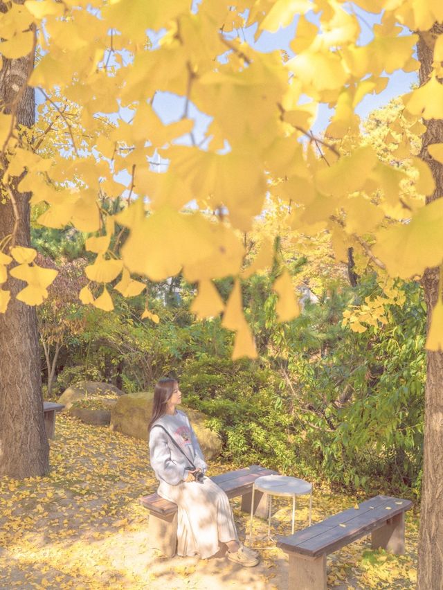 은행나무와 감나무가 있는 카페💛