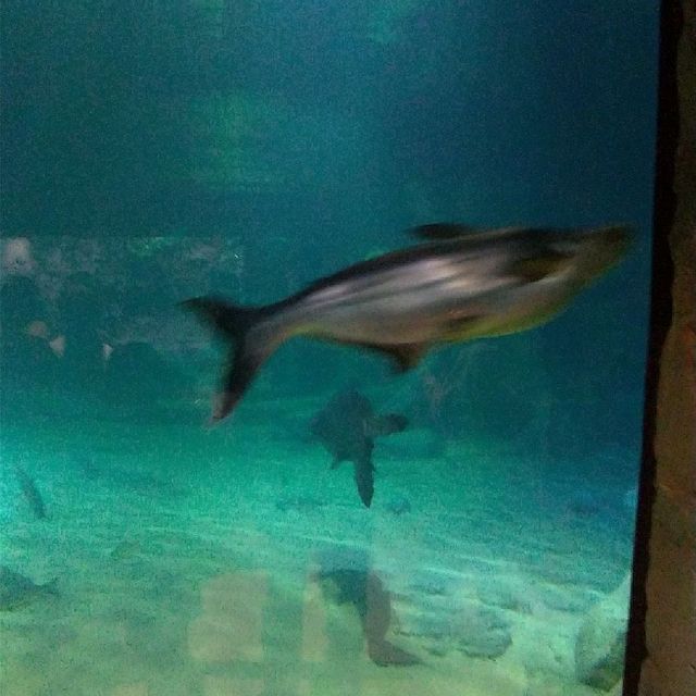 暹粒水族館及動物園