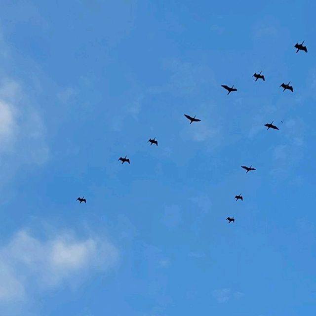 南生圍單車🚲觀鳥🕊️黃昏🏜️之旅