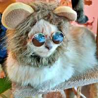 Neko Cat Cafe Phuket คาเฟ่น้องแมว ไอ้ต้าวอ้วนนน