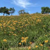 空氣無限好🌬風景殺底片🎞～花蓮富里『六十石山金針花海』🌾