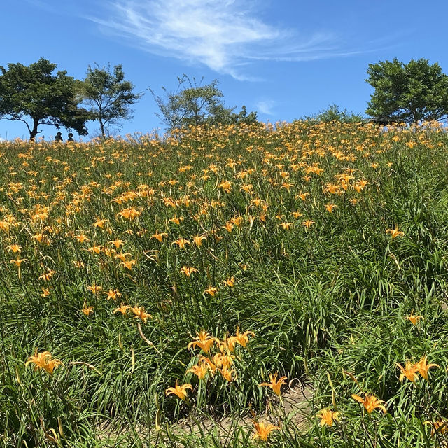 空氣無限好🌬風景殺底片🎞～花蓮富里『六十石山金針花海』🌾