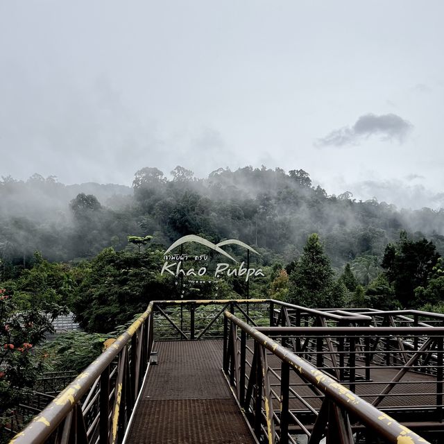 จิบกาแฟ แลสายหมอก 🏔