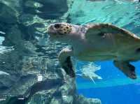 名古屋の水族館といえばココ🐠！【名古屋港水族館】
