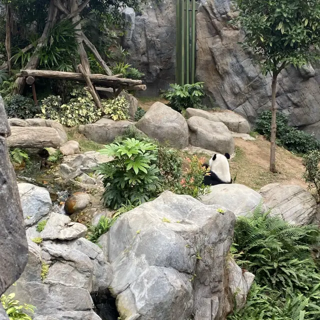 探訪大小熊貓