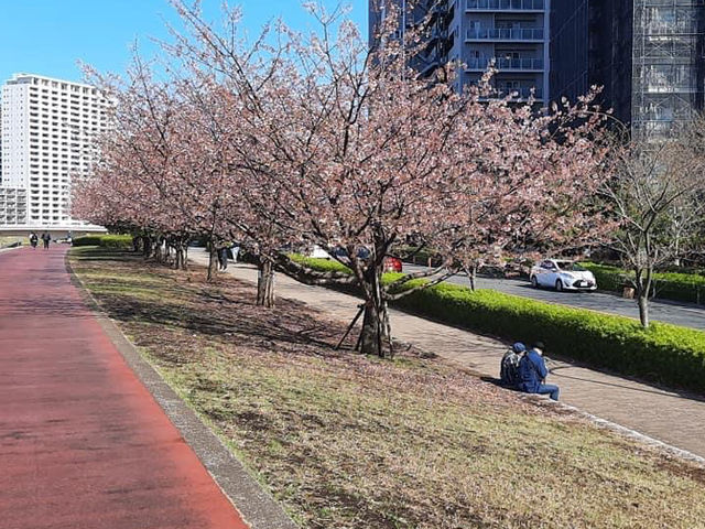 日本東京賞花攻略