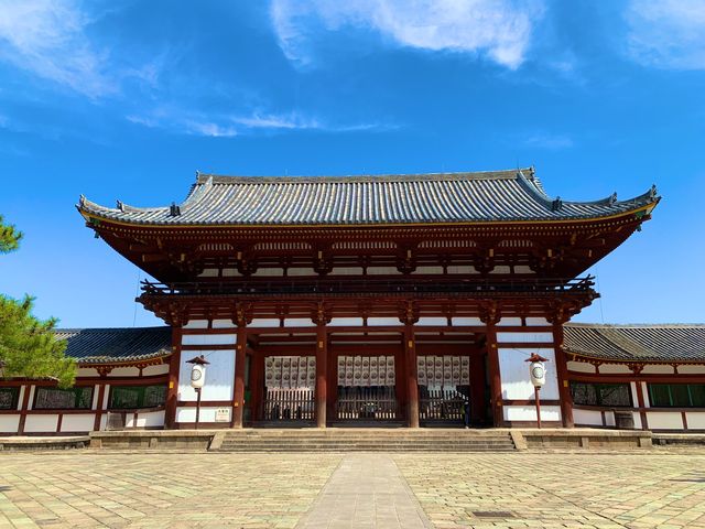 奈良　SAKURA 桜めぐり❗️東大寺大仏殿と桜のコラボに感動！