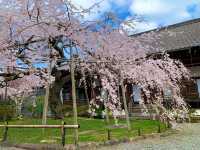 京都　SAKURA 桜めぐり❗️毘沙門堂の枝垂桜に感動❗️