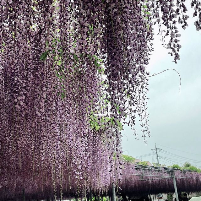 樹齢300年の大藤は圧巻