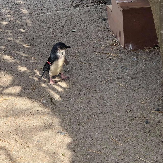 東京遊之水族館🤩🤩📸️