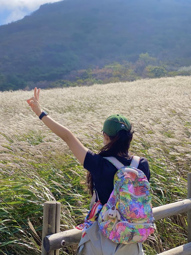 영남의 알프스, 간월재에서 억새 구경하기🥾⛰